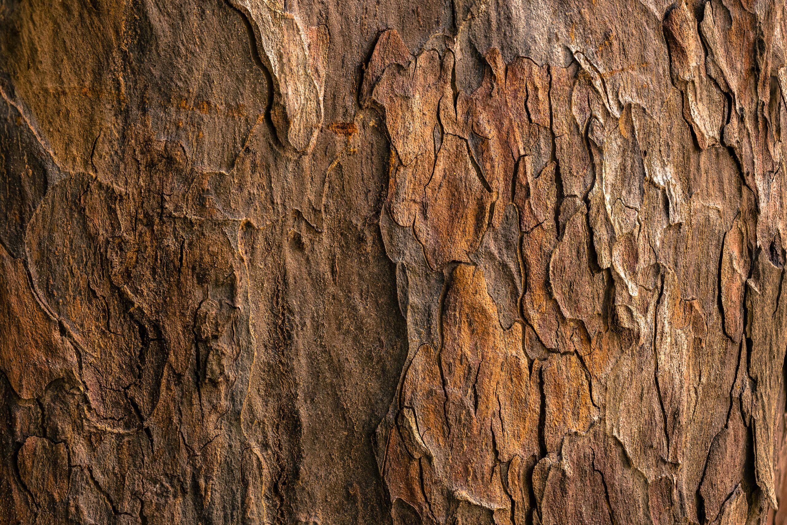 Close-up of textured tree bark with natural brown tones, symbolizing durable and organic building materials.